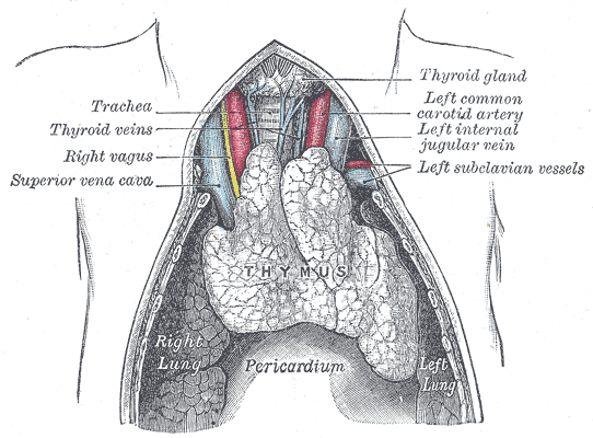 Thymus Gland of a Newborn (Gray's Anatomy)
